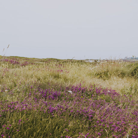 Hay Fever Mini Shop