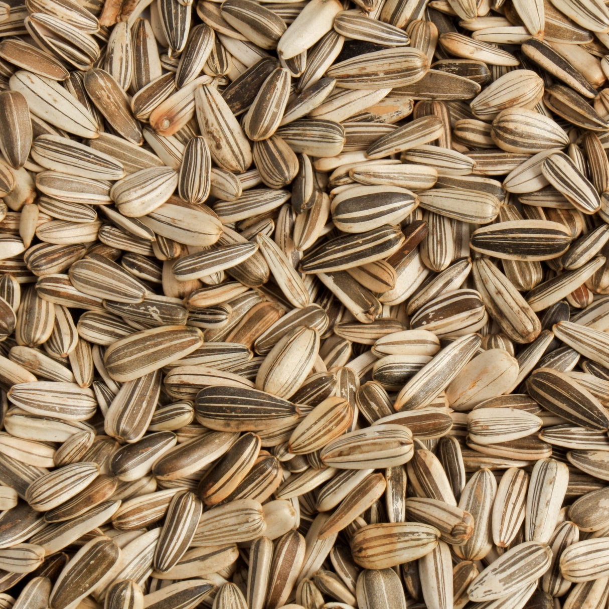 Sunflower Seeds (Loose) 100g